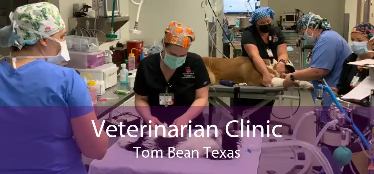 Veterinarian Clinic Tom Bean Texas