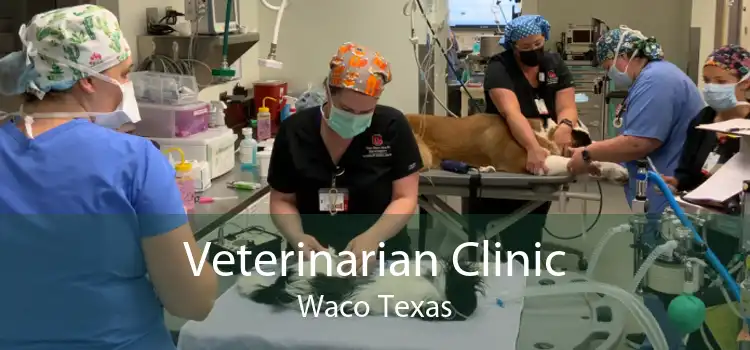 Veterinarian Clinic Waco Texas