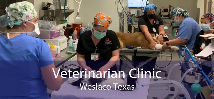 Veterinarian Clinic Weslaco Texas