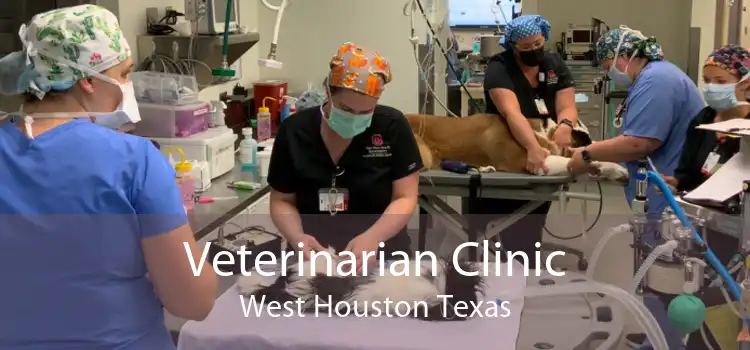 Veterinarian Clinic West Houston Texas
