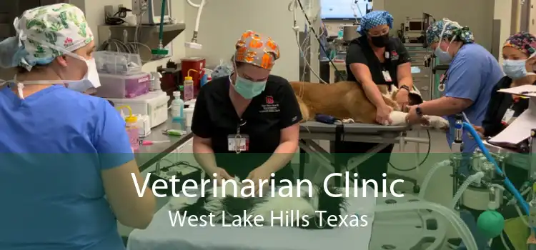 Veterinarian Clinic West Lake Hills Texas