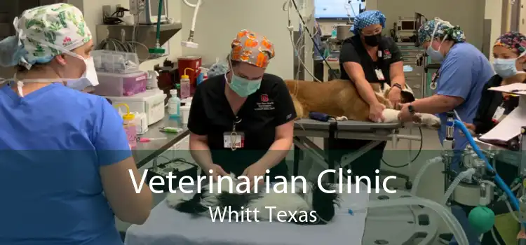 Veterinarian Clinic Whitt Texas