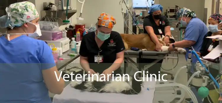 Veterinarian Clinic 