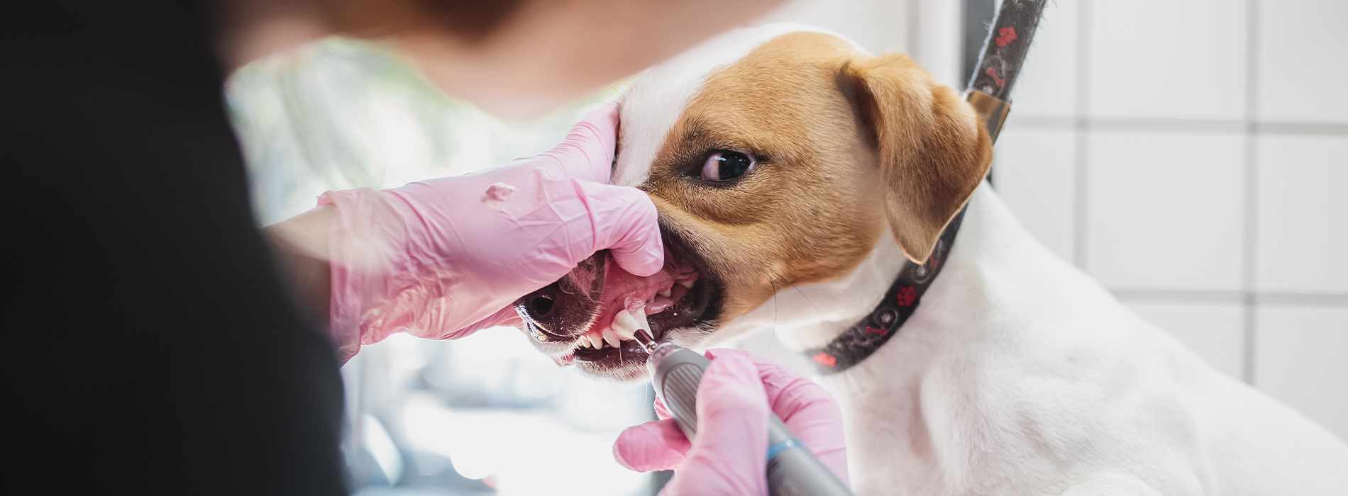 Dog Dentist Dog Dental Hygiene Clinic Near Me