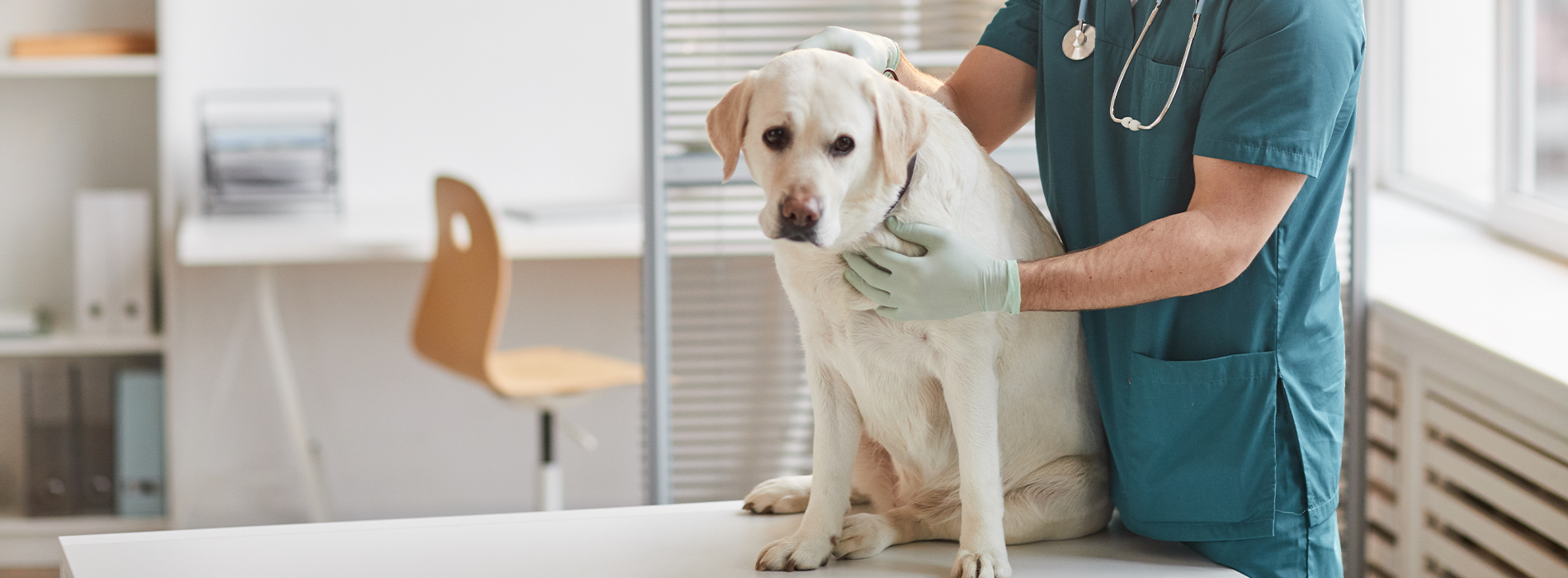 Veterinarian Clinic Rio Vista, TX Emergency Vet And Pet Clinic Near Me