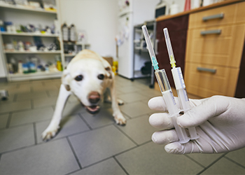 Animal Hospital in Bee Cave