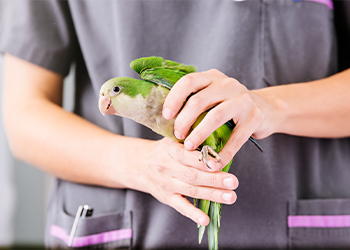 Fair Oaks Ranch Bird Vet