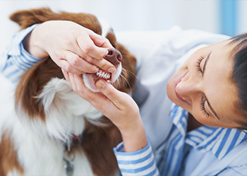 Dog Dentist in Magnolia