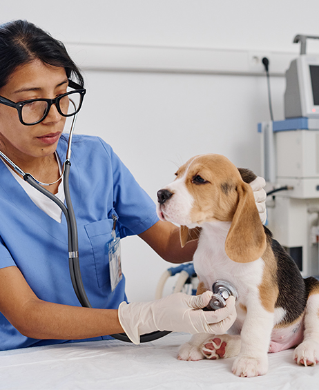 Vet Care & Animal Hospital in Friendswood