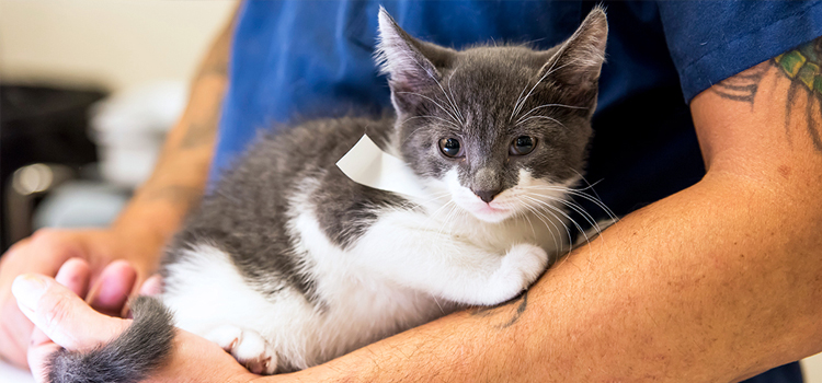 The Benefits of Pet Spay and Neuter Surgery in San Augustine