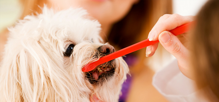 Anesthetic Dentistry in Brady