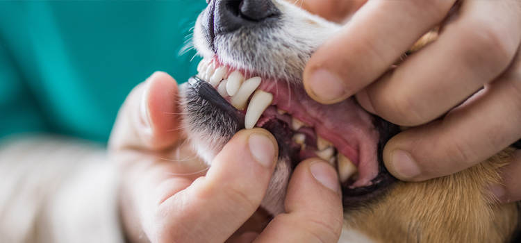 Forreston Animal Hospital Veterinary Surgery