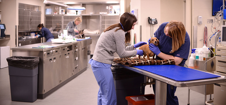 Anahuac Emergency Vet Hospital