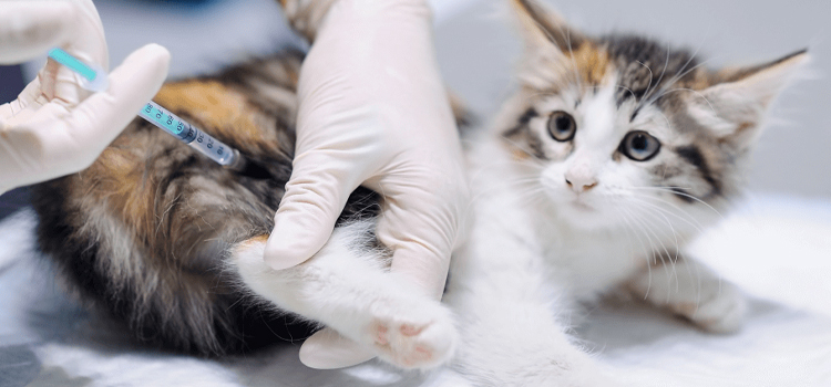 Animal Hospital Nutritional Counseling in Blackwell