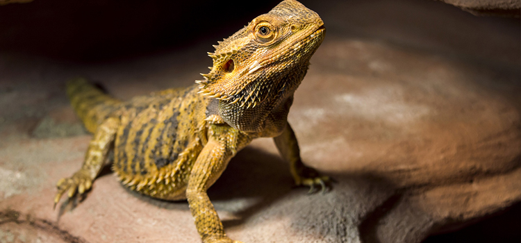 Reptile Routine Exams in Detroit